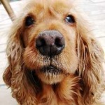image of animal