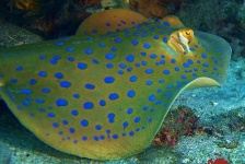image of electric_ray
