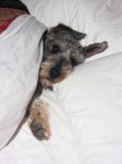 image of standard_schnauzer #22