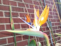 image of flower