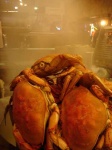 image of dungeness_crab