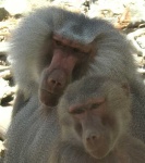image of baboon