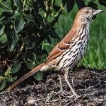 image of brown_thrasher #1