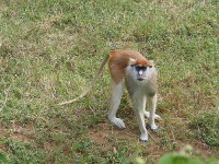 image of patas