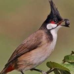 image of bird