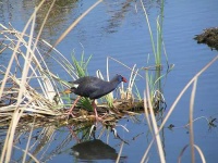 image of european_gallinule #21