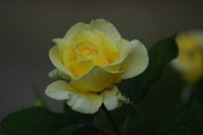 image of flower