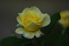 image of rose #15