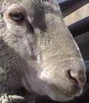 image of animal