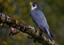 image of falcon