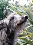 image of scottish_deerhound