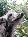 image of scottish_deerhound #14