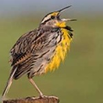 image of bird