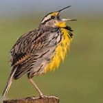 image of eastern_meadowlark #16