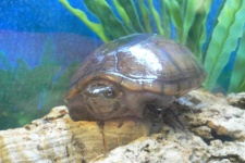 image of mud_turtle