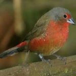 image of african_firefinch #4