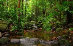 image of rainforest