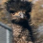 image of emu #23