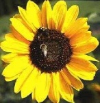 image of sunflower