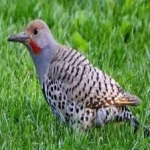 image of bird