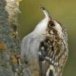 image of bird