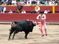 image of animal