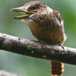 image of bird
