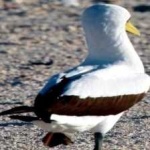 image of bird