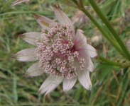 image of flower