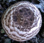 image of mushrooms