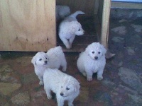 image of kuvasz