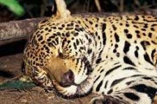 image of jaguar_car