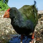 image of bird