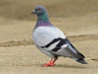 image of animal