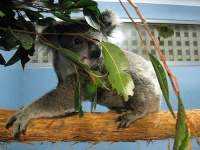 image of koala #8