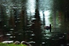 image of rain