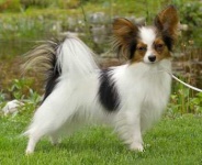 image of papillon