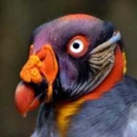 image of bird