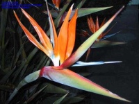 image of flower