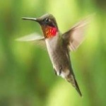 image of ruby_throated_hummingbird