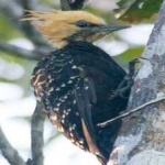 image of bird