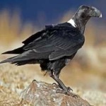 image of bird