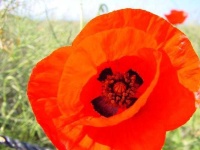 image of flower