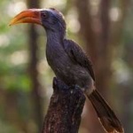 image of bird