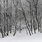 image of forest