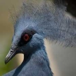 image of bird