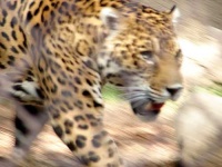 image of jaguar_car