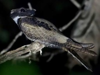 image of nightjar