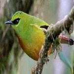 image of bird