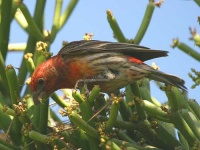 image of house_finch #1